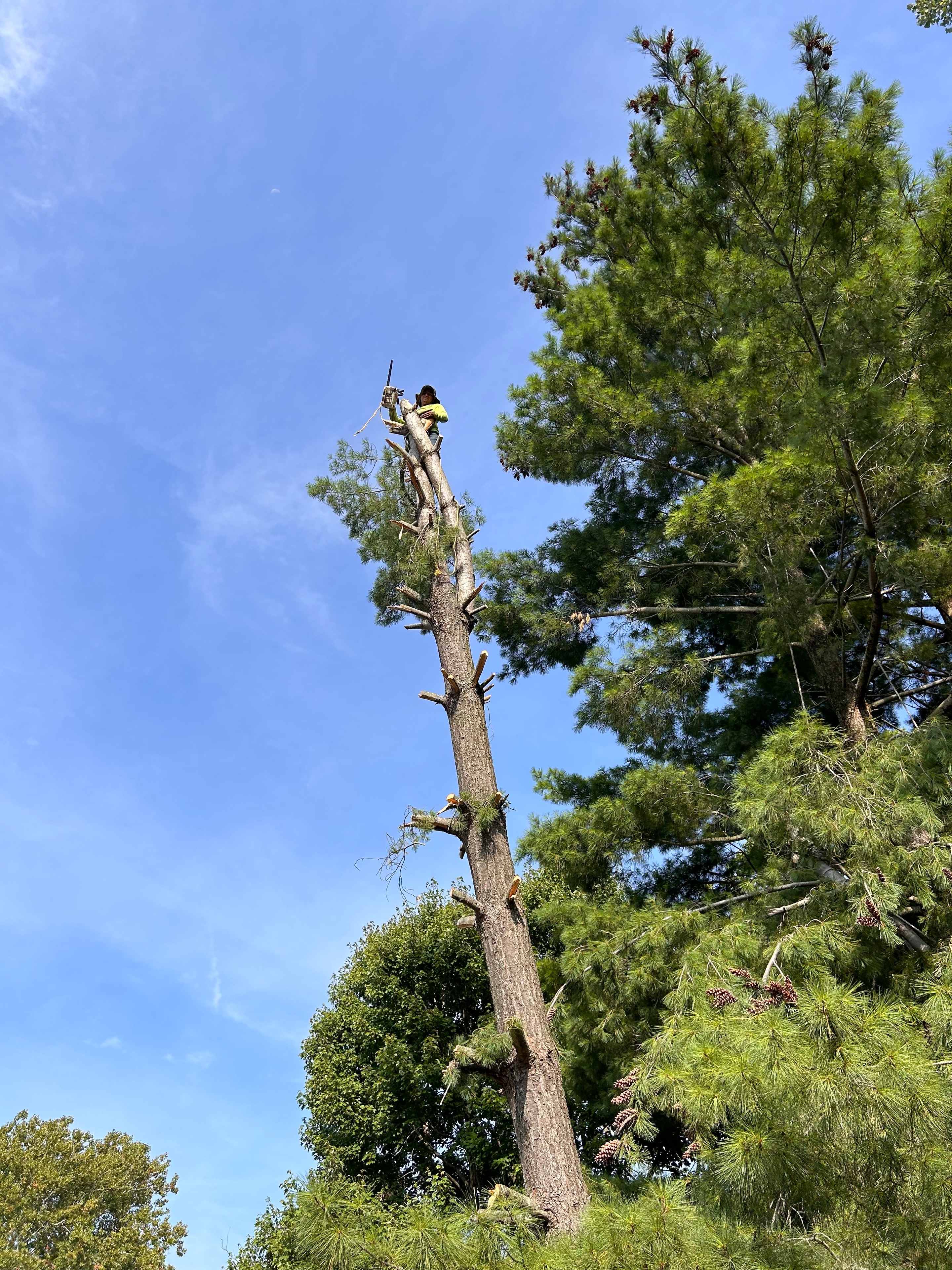 Tree Trimming