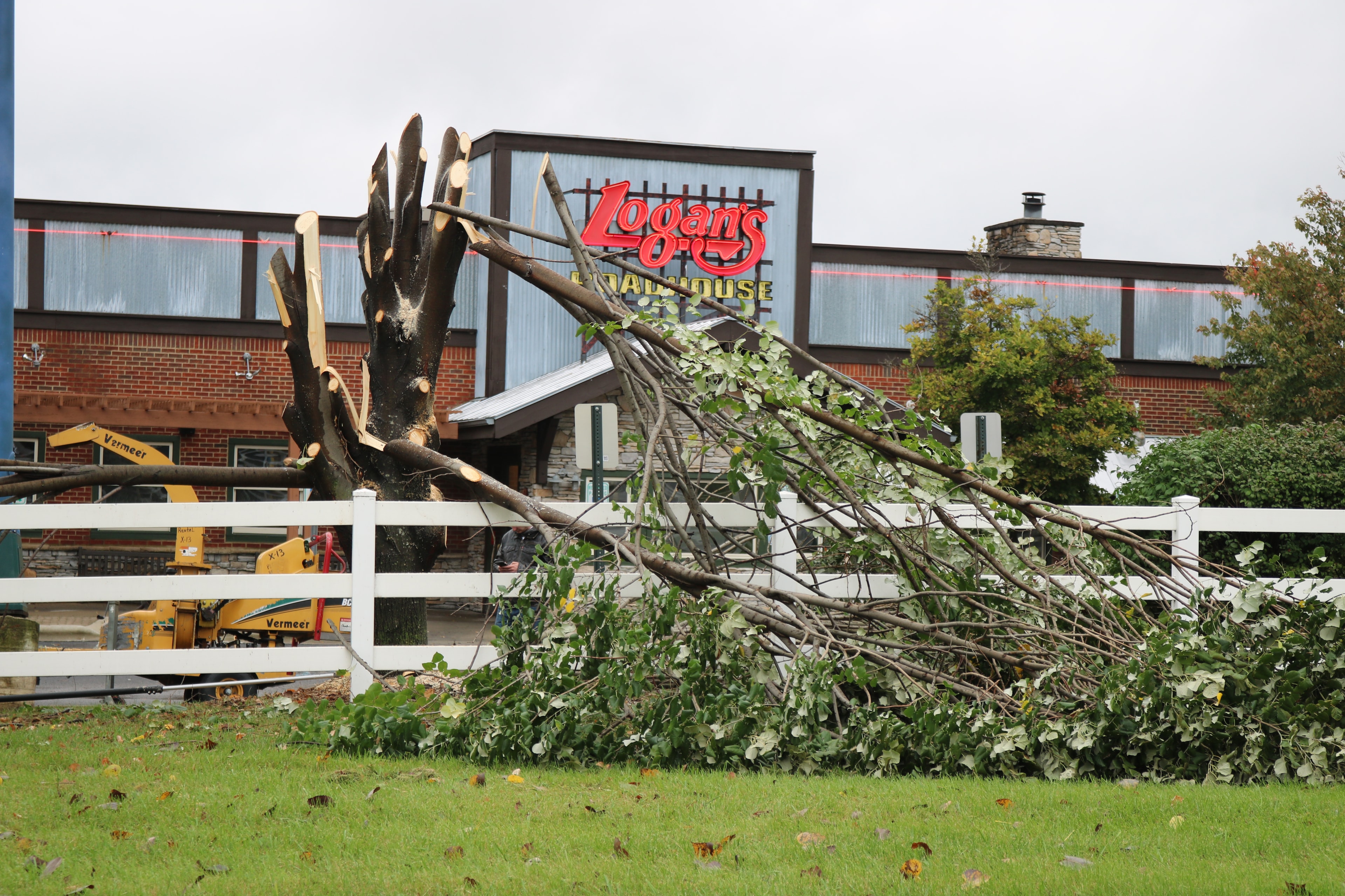 Tree Removal