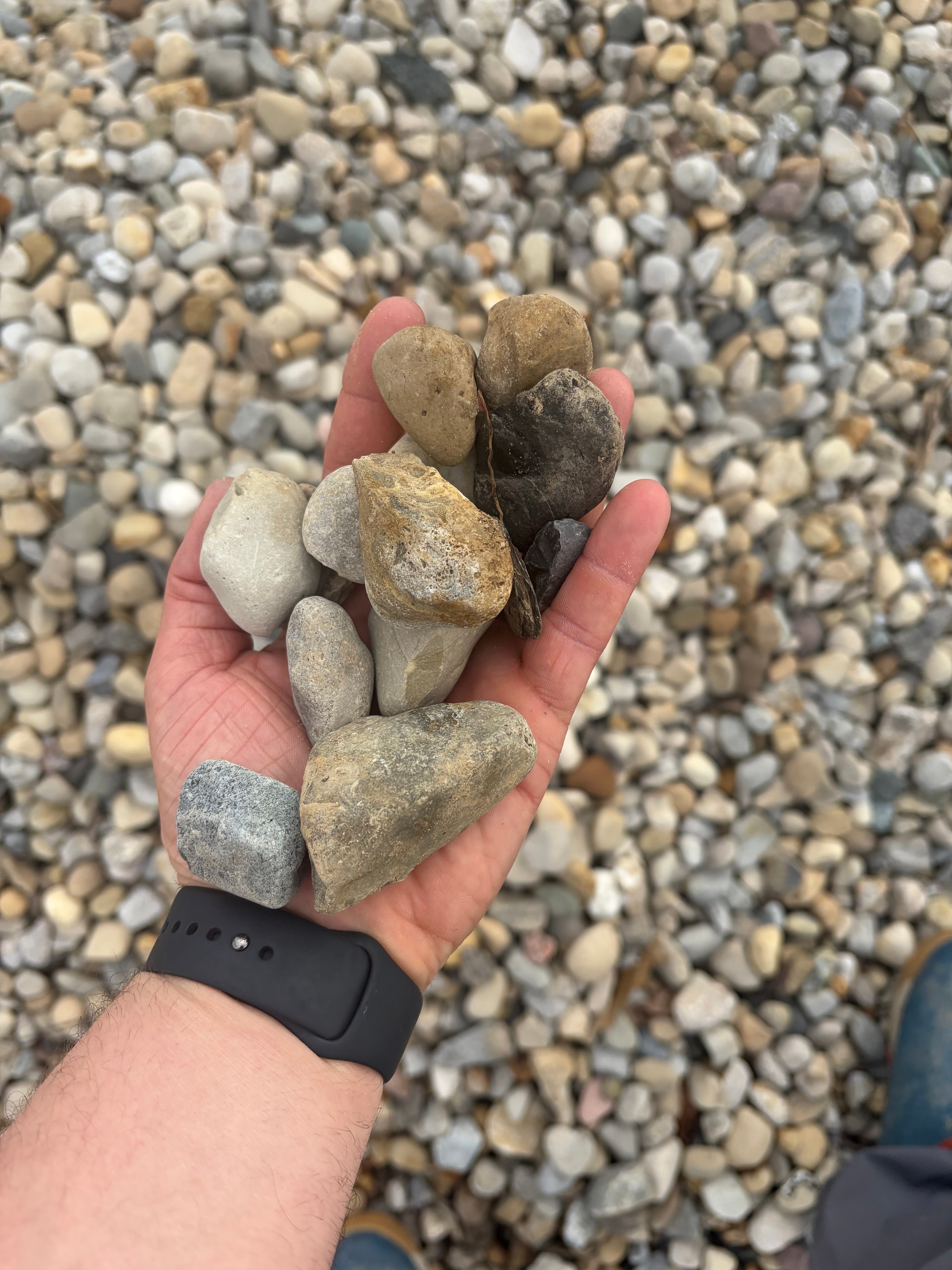 Ground Coverings