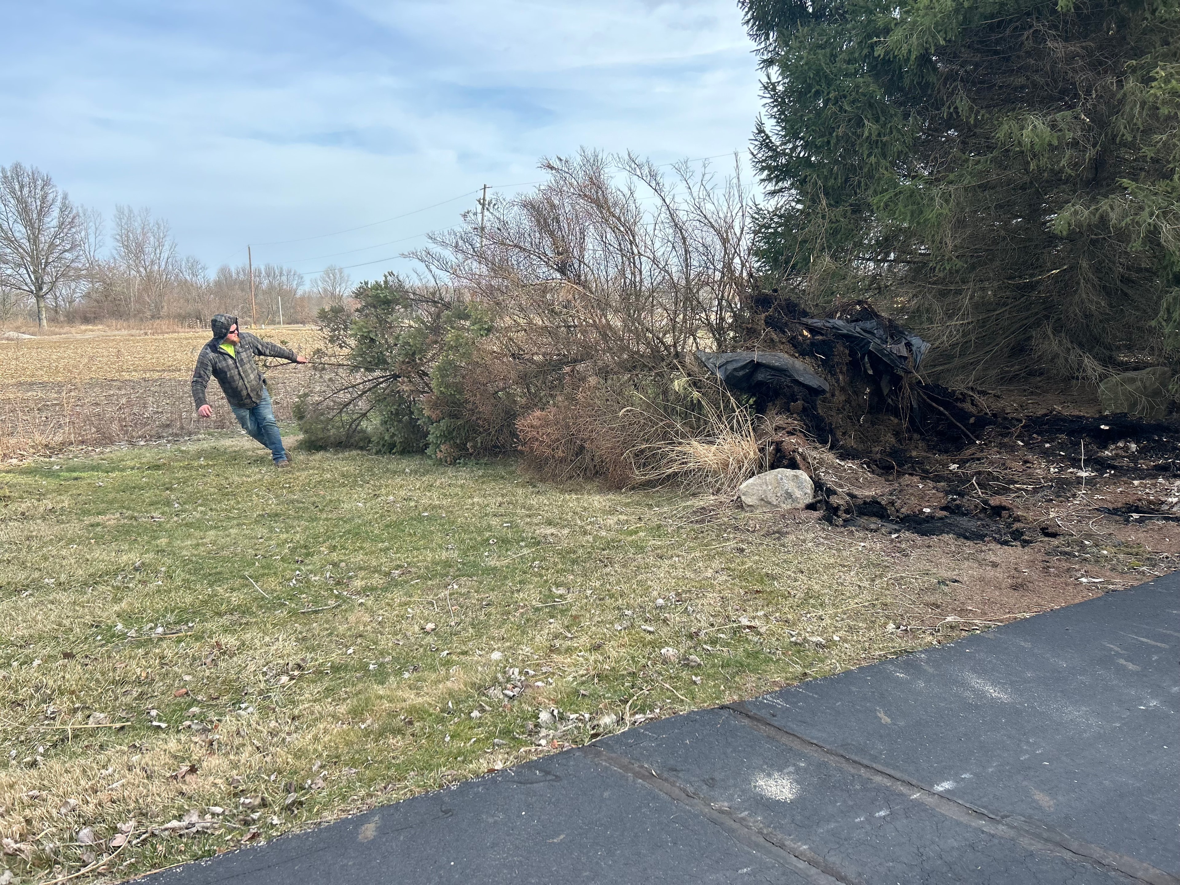 Tree Removal