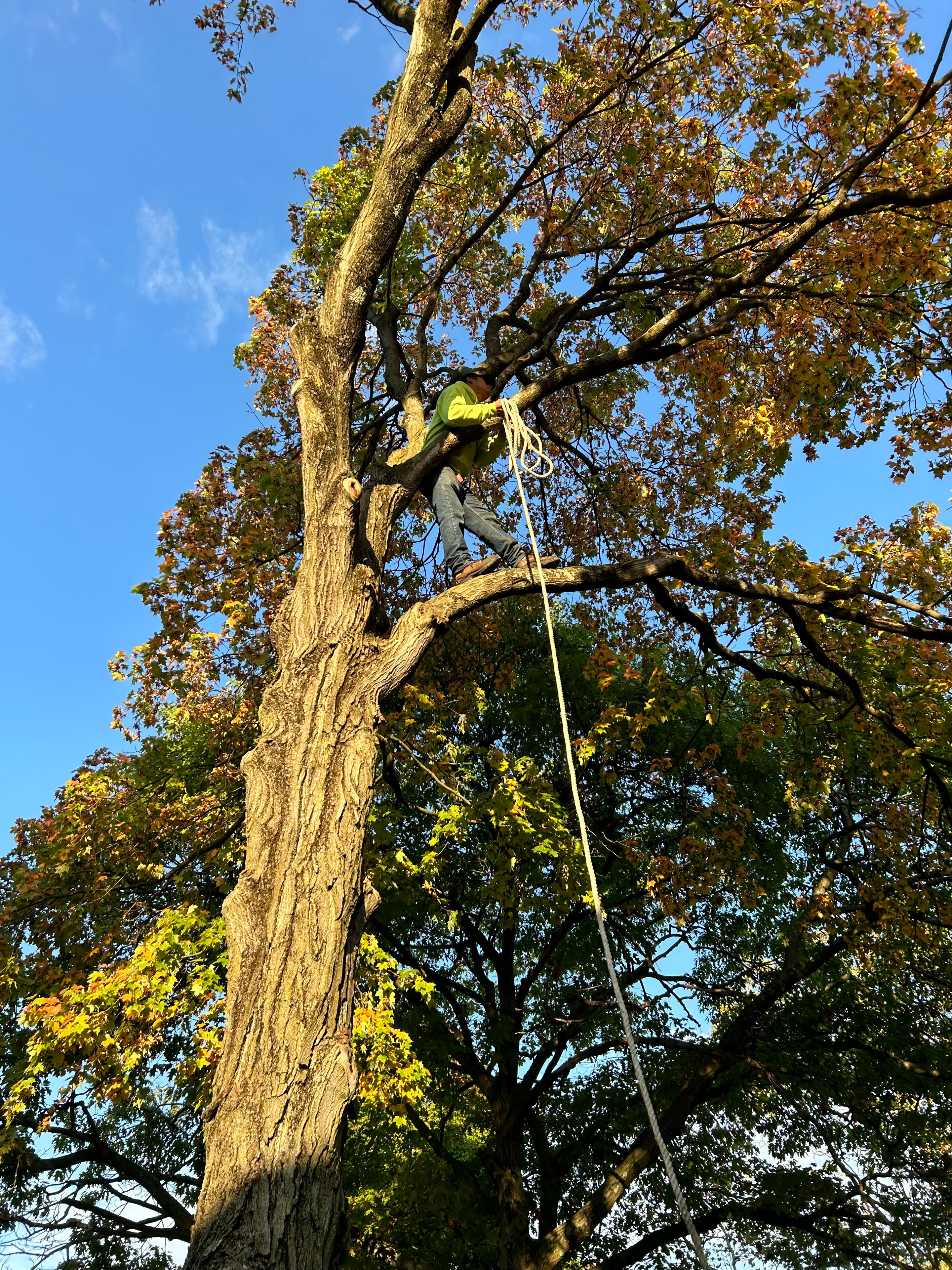 Professional shrub pruning in a residential landscape